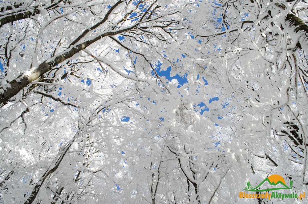 Pięknie pokryte śniegiem drzewa na szlaku na Caryńską
